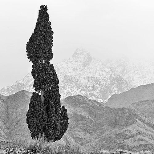 داود نعیمی، عکاس پرتره، عکاس تهران، عکاسی پرتره نقاشی گونه