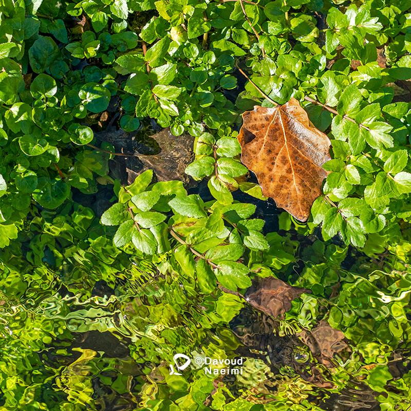 داود نعیمی، عکاس پرتره، عکاس تهران، عکاسی پرتره نقاشی گونه